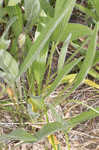 Wavyleaf purple coneflower